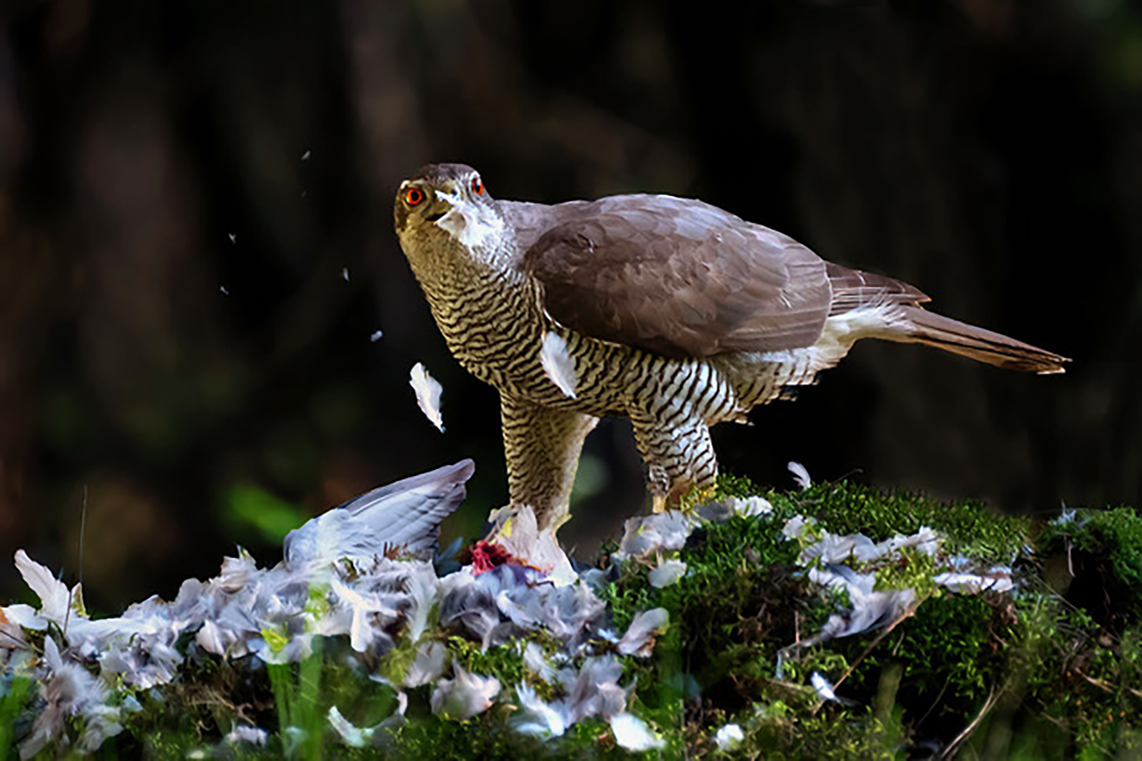 Déplumage 2