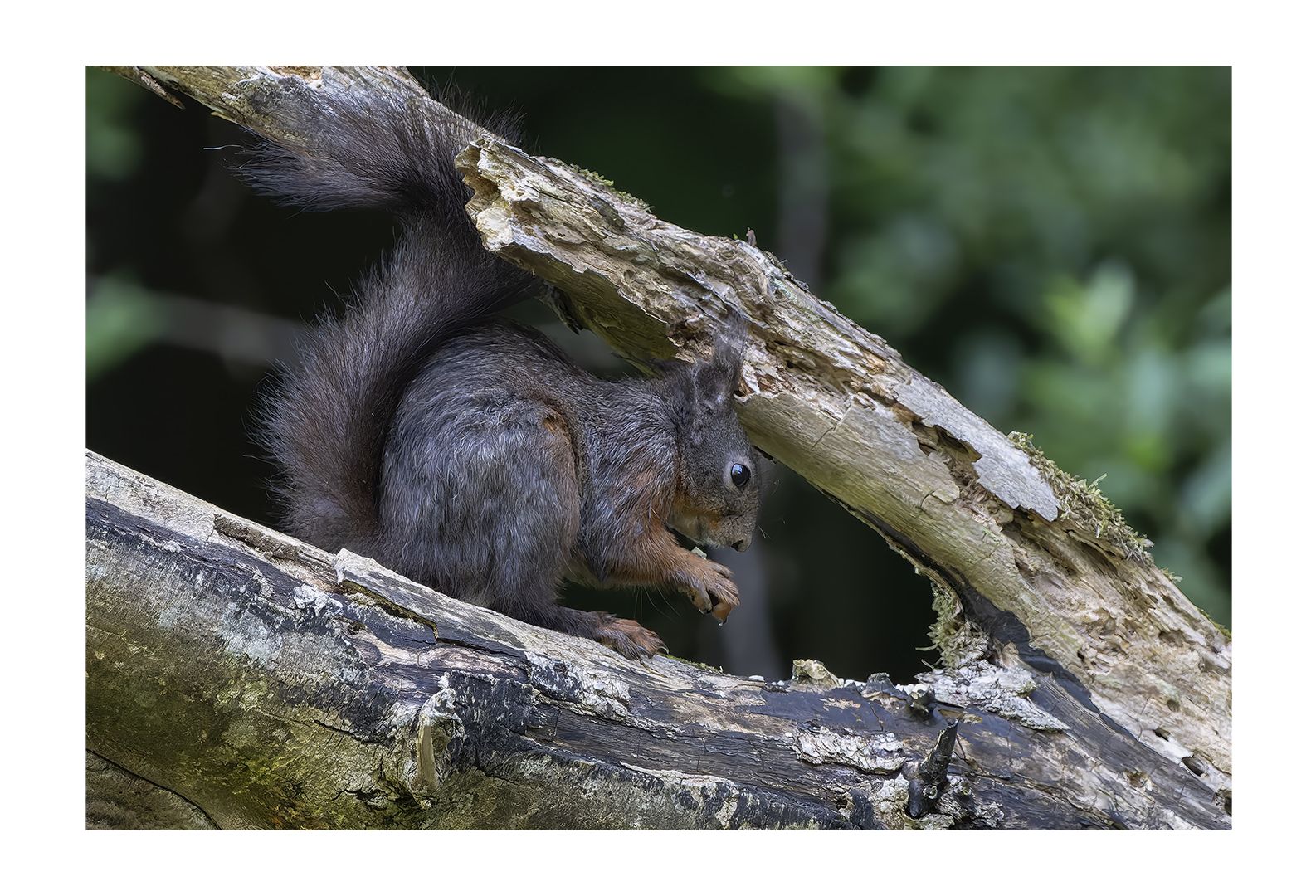 Eichhörnchen