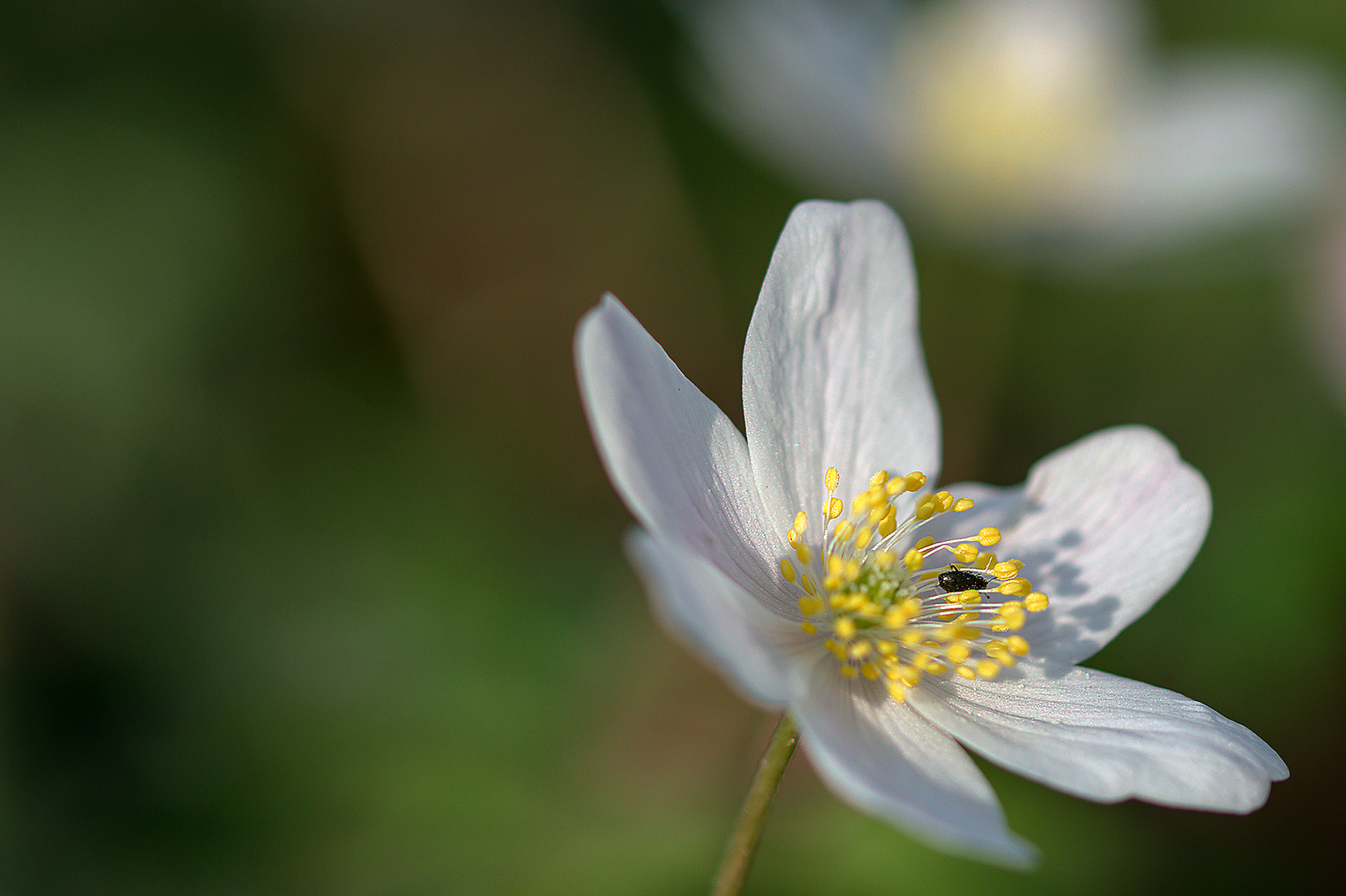 Blüte