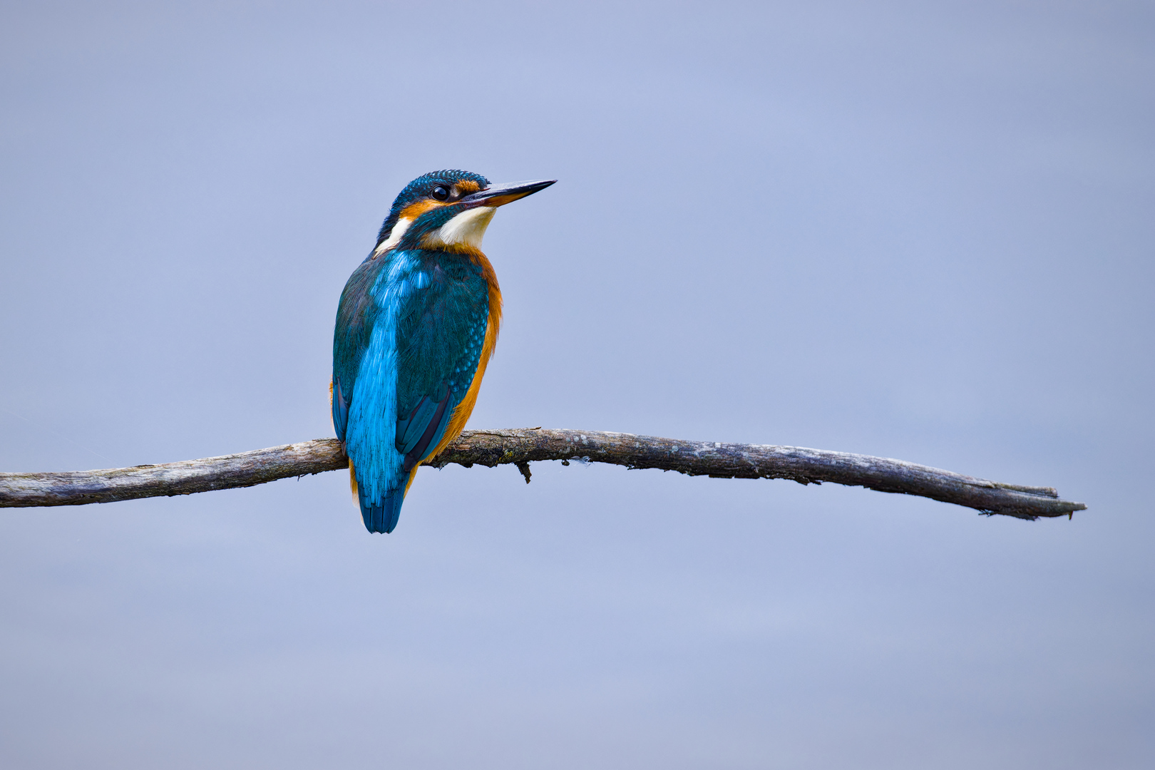Eisvogel
