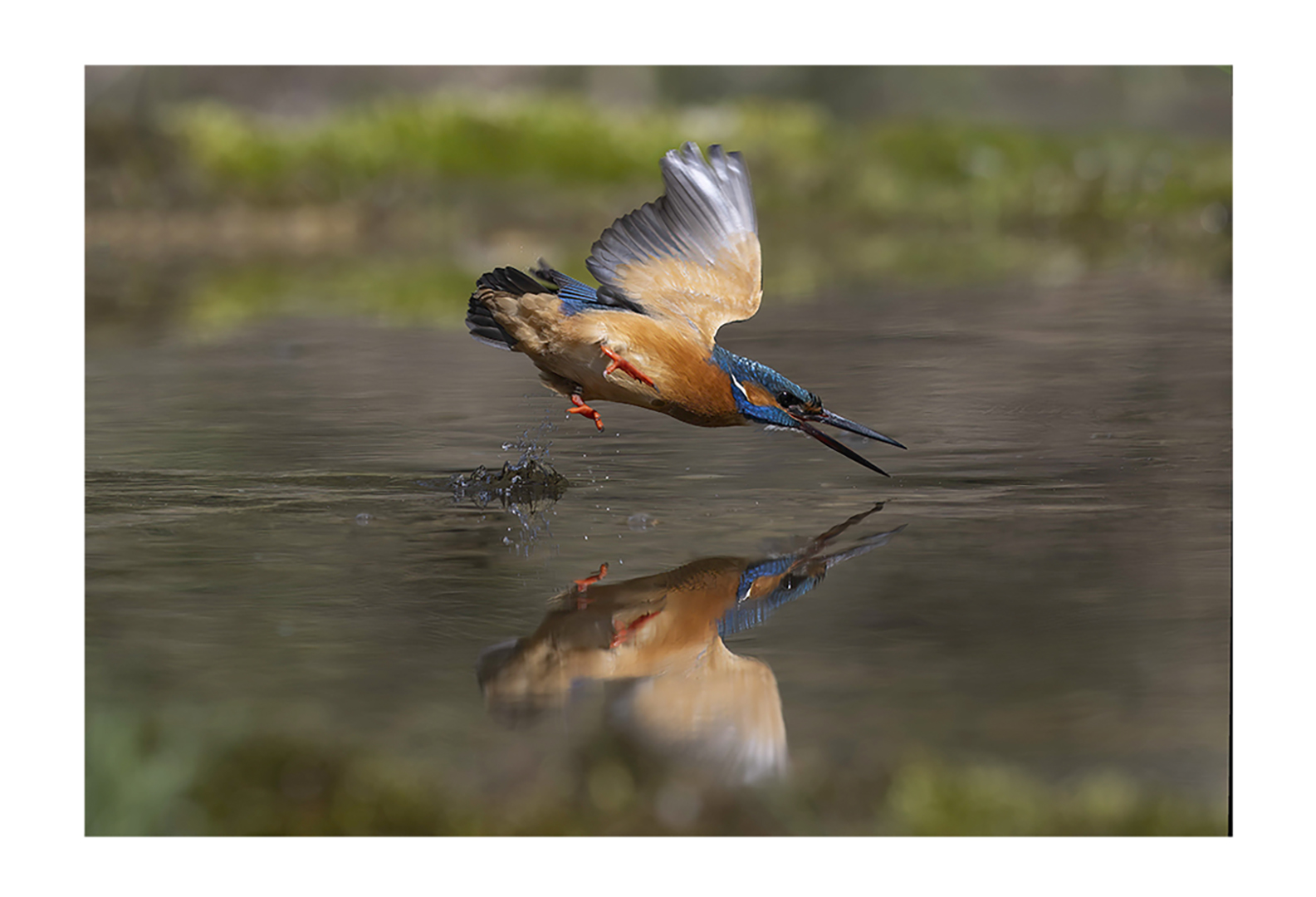 Eisvogel 1