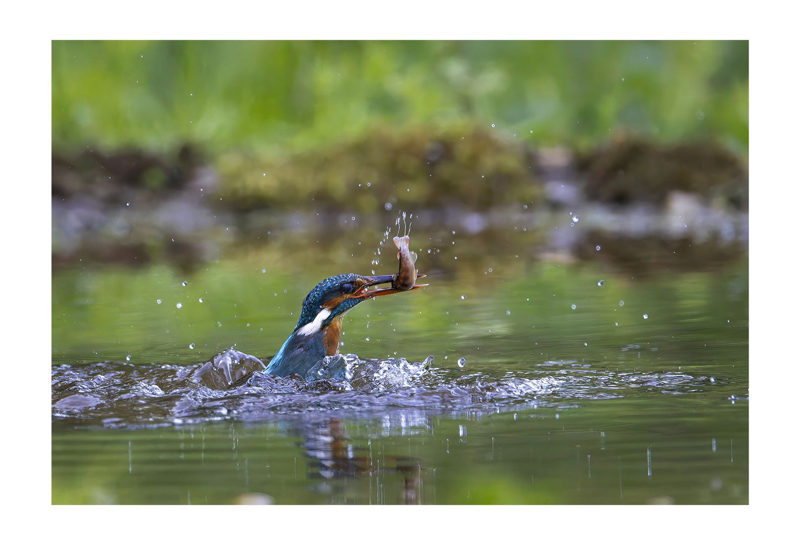 Eisvogel 2