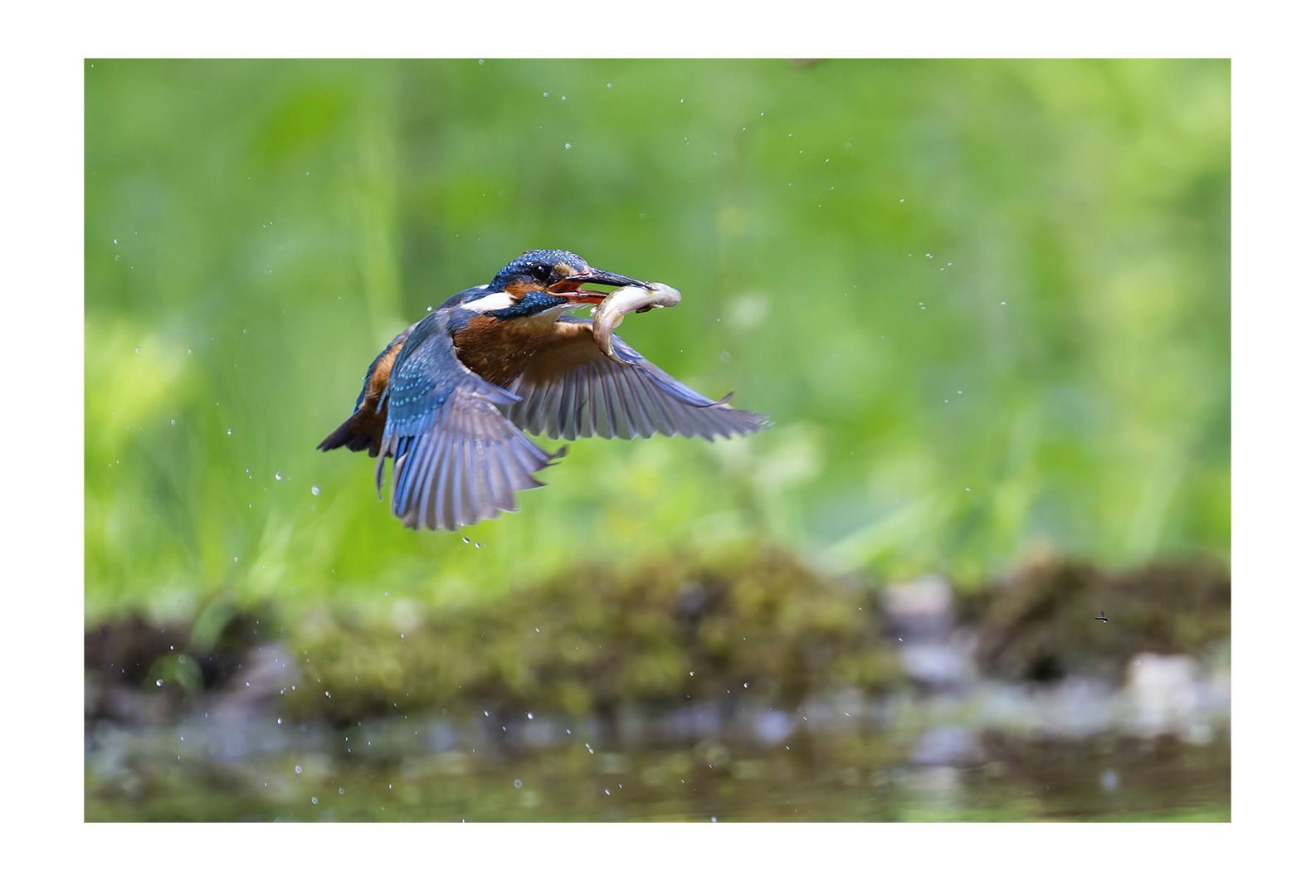 Eisvogel 3