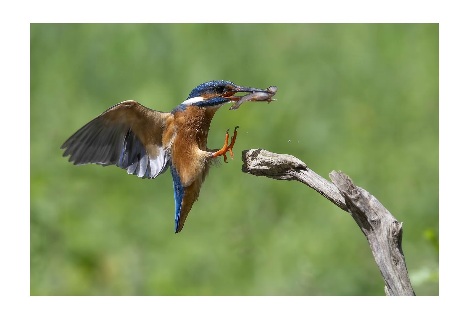 Eisvogel 4
