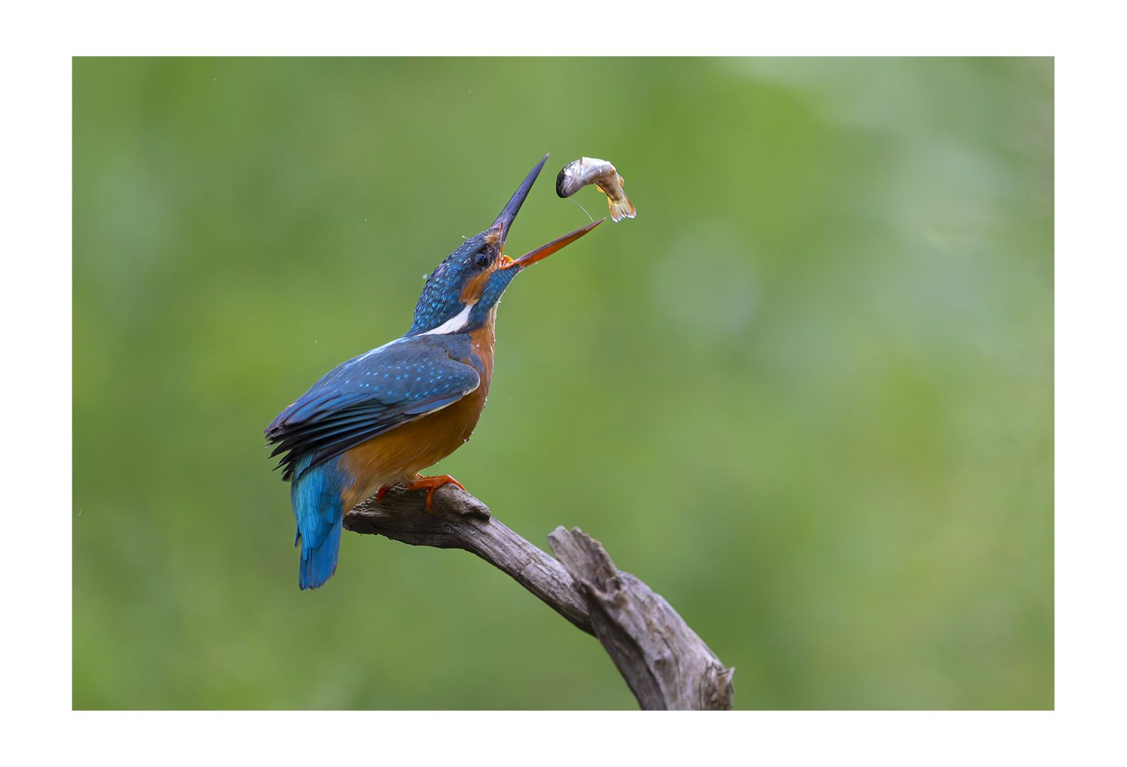 Eisvogel 5