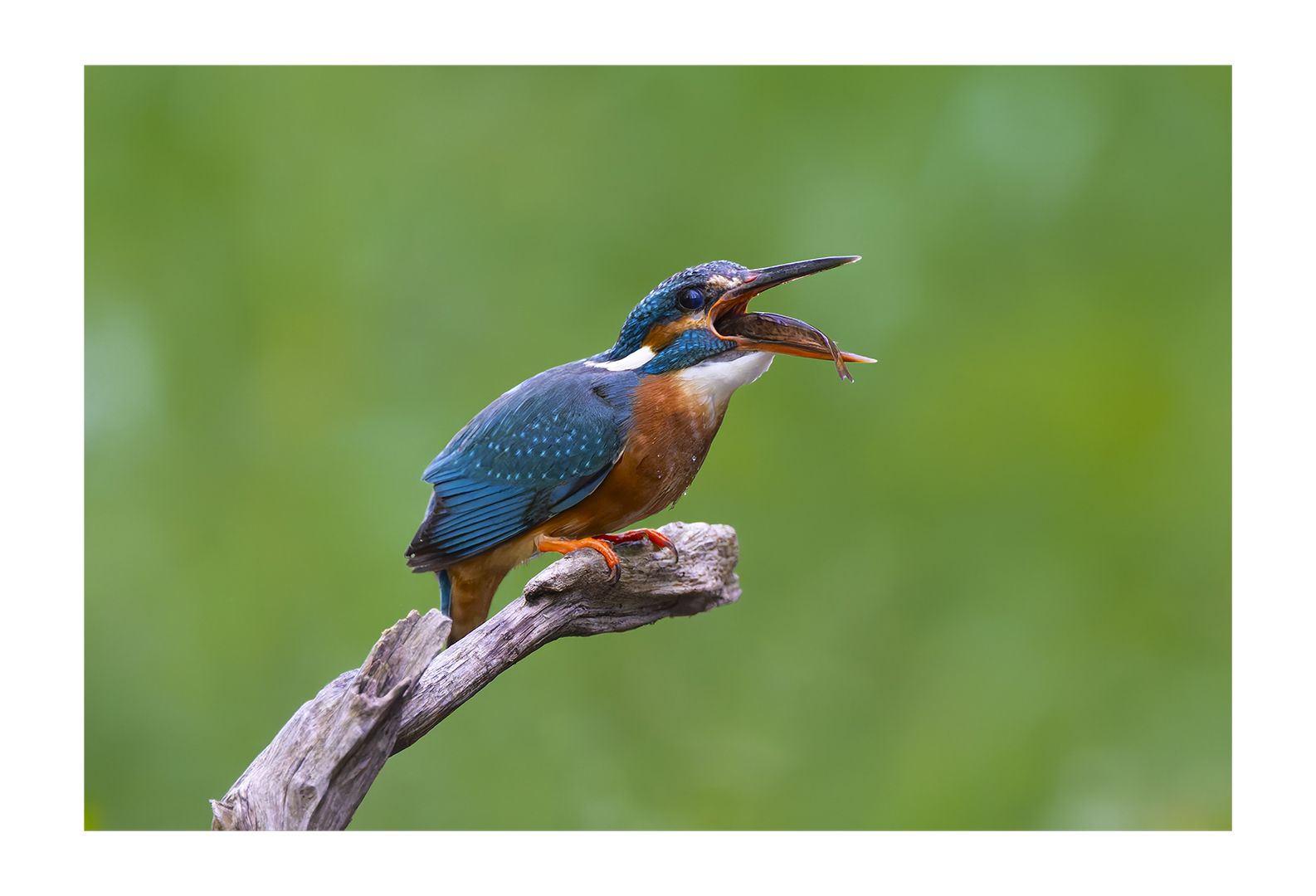 Eisvogel 6