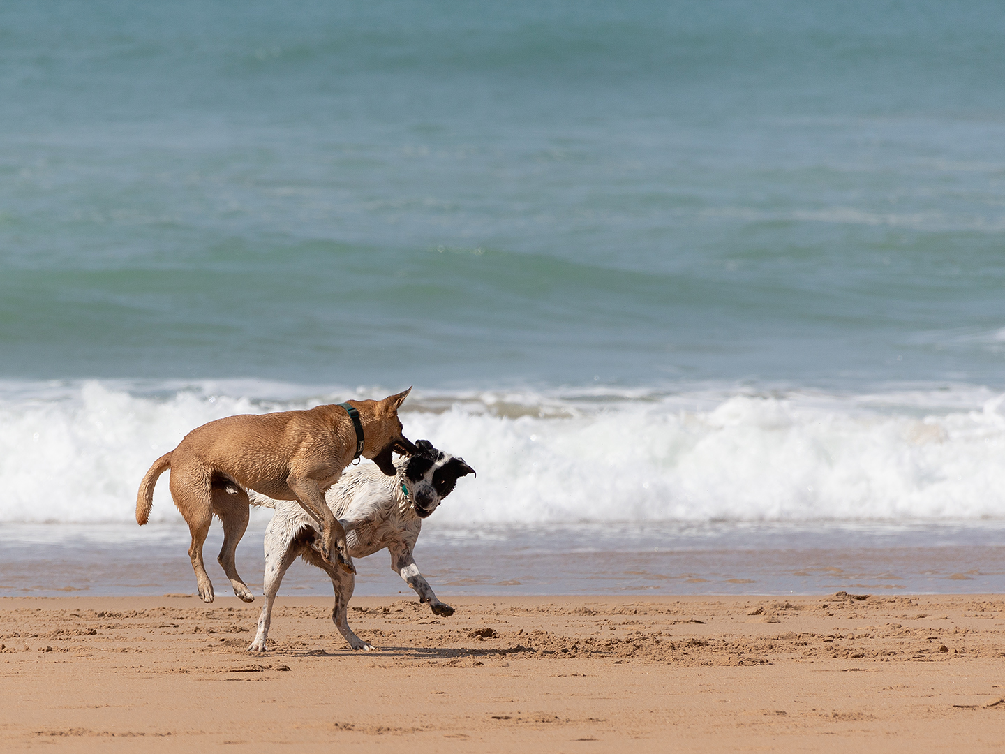 Spielende-Hunde-3