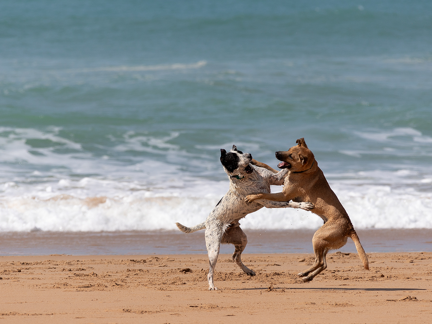 Spielende-Hunde-2