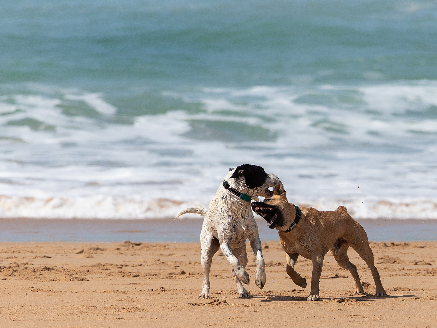 Spielende-Hunde-1