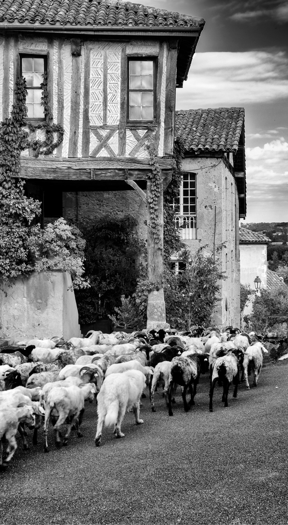 La Transhumance