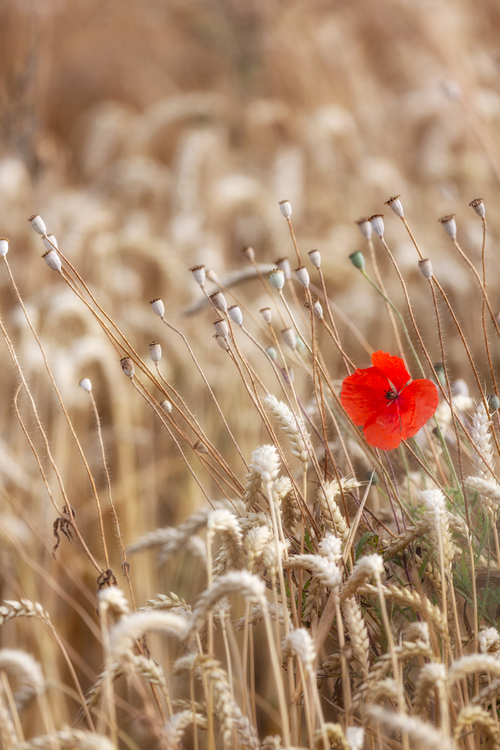 Le coquelicot